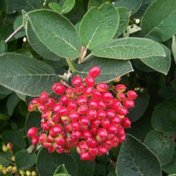 Viorne lantane / Viburnum lantana